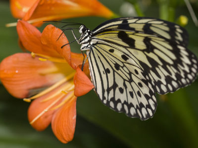 butterfly - Copy butterfly