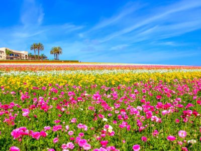 Flower Fields Flower Fields